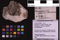 Foto (Objekt + Etiketten) von Palaeopalinurus glaessneri (Bachmayer, 1954) (NHMW-GEO-1990-0041-0090)
